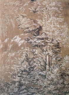 Tree Study'