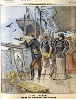 Releasing French army homing pigeons