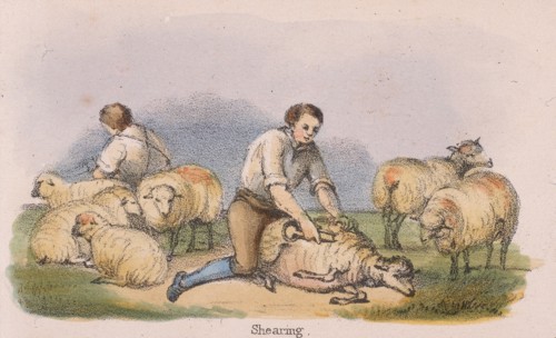 Shearing sheep