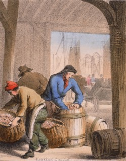 Curing herring by salting andpacking into barrels