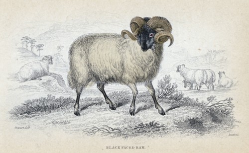 Black faced ram