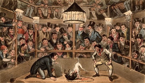 George et Robert Cruikshank, Tom et Jerry dans l'Arène de Westminster