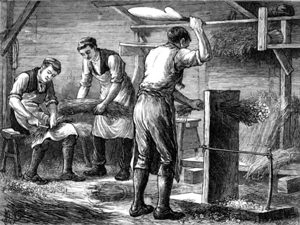 Scutching or dressing flax by beating the stalks by hand