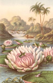 Victoria Regia, the giant South American waterlily