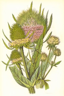 Wild teasle