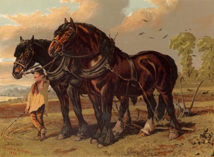 Clydesdale stallion and mare harnessed to the plough with ploughboy in attendance