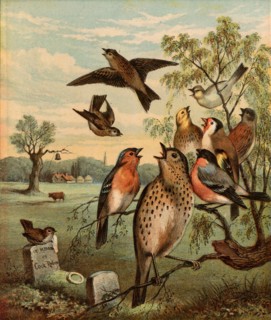 The Death of Cock Robin