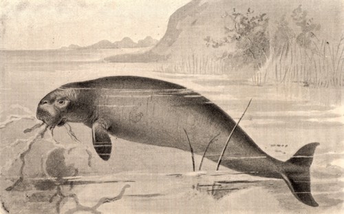 Steller's Sea-Cow