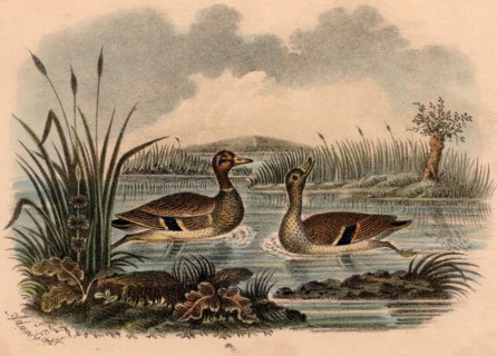Mallard duck
