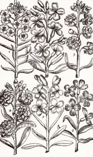 Wallfowers