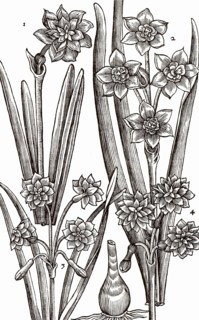 Varieties of Narcissus or Daffodil