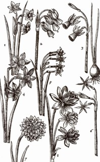 Varieties of Jonquils