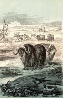 Musk Ox