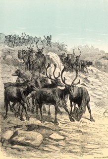 Reindeer