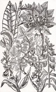 Mandrake