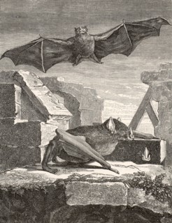 The Great Vampire Bat from Guyana