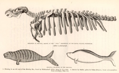 Steller's Sea-cow