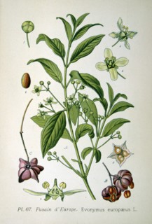 Spindle tree