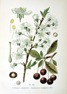 Sour Cherry