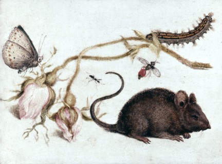 Mouse, Fowers and Insects: Butterfly and caterpillar on a sprig of faded pink moss rose buds