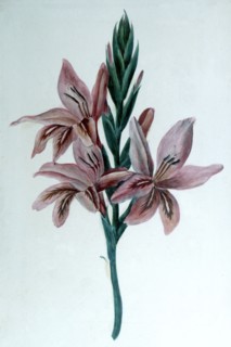 Gladiolus: Watercolour by George Sand