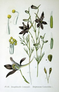 Forking Larkspur