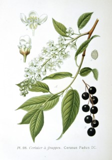 Bird Cherry
