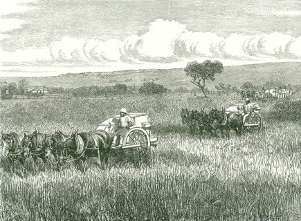 Horse-drawn mechanical harvesters in use near Adelaide, Australia
