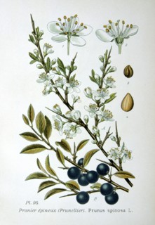 Blackthorn or Sloe (Prunus spinosa). Sprigs showing fowers and fruit. Deciduous shrub or small tree