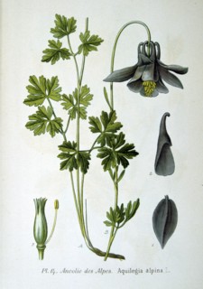 Alpine columbine (Aquilegia alpina)a plant native to the Swiss Alps and the Northern Appenines.