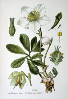 Christmas Rose or Black Hellebore