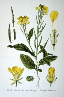 Charlock or Wild Mustard