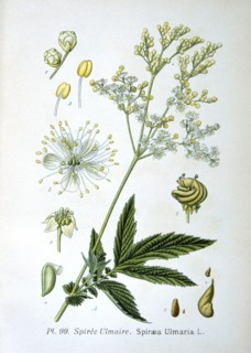 Meadowsweet