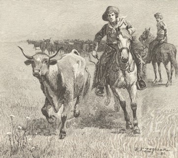 Cowboy going after a steer that has left the herd during a cattle drive: Montana