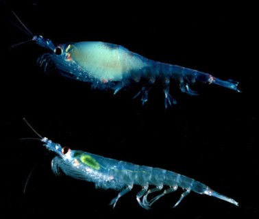 Le krill