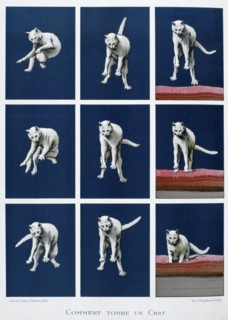 Series of frames of a cat falling