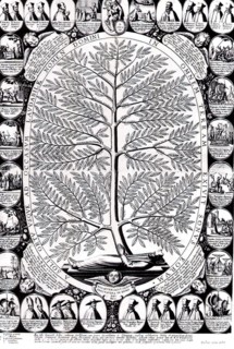 Jesuit's Bark, also called Peruvian Bark