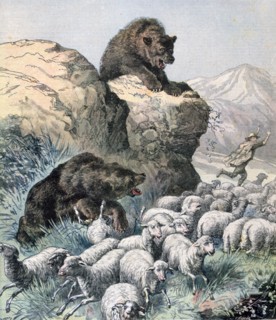Attack by bears on a flock of sheep