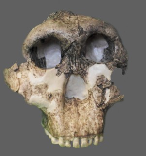 Paranthropus boisei