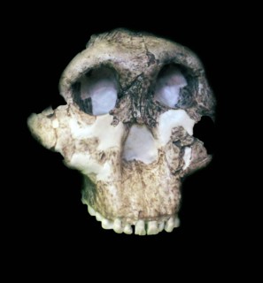 Paranthropus boisei