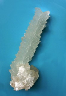 Gypsum Chihuahua