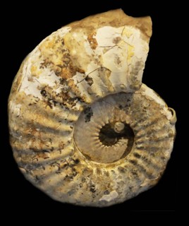 Submortoniceras wooden