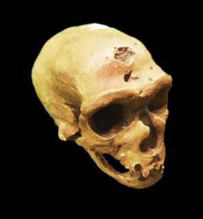 The Neanderthal an extinct member of the Homo genus