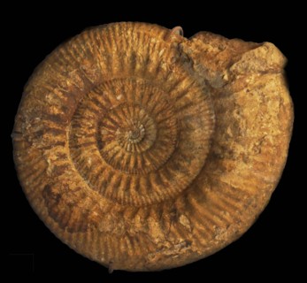 Stephanoceras Kreter