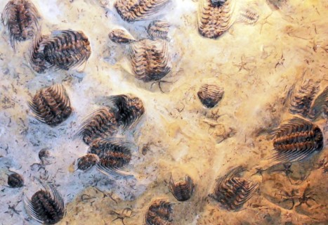 The Selenopeltis slab