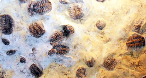 The Selenopeltis slab