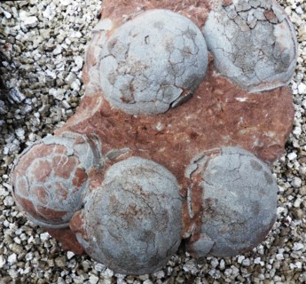 Dinosaur egg from Henau Province