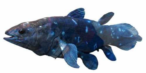Coelacanth