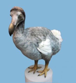 Raphus cucullatus