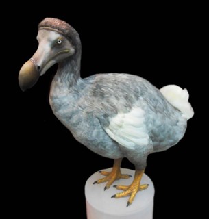 Raphus cucullatus